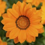 Газанія Біг Кісс F1 помаранчева (orange) /100 насінин/ *Syngenta*