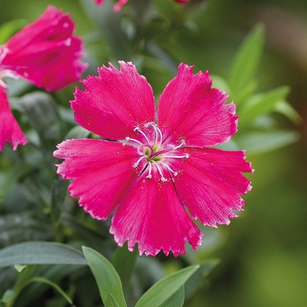 Семена гвоздики Диана F1 розовая (rose) /100 семян/ *Hem Genetics*