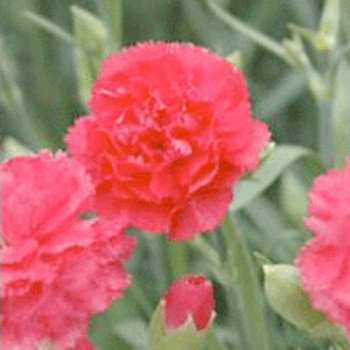 Гвоздика Кан Кан F1 розовая (pink) /50 семян/ *Sakata*