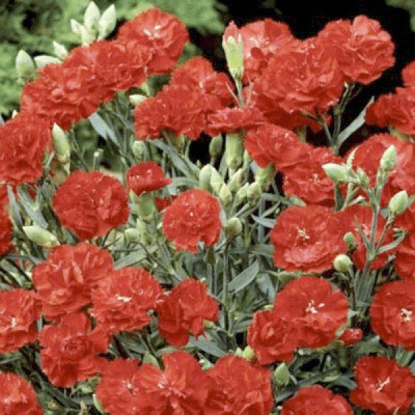 Насіння гвоздики Кан Кан F1 скарлет (scarlet) /50 насінин/ *Sakata*