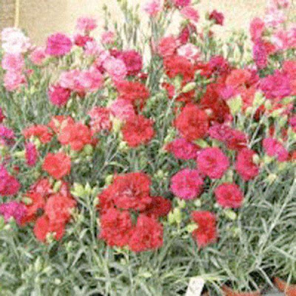 Семена гвоздики Кан Кан F1 смесь биколор (mix bikolor) /50 семян/ *Sakata*