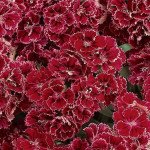 Гвоздика Династія F1 роуз лейс (rose lace) /100 насінин/ *Pan American*