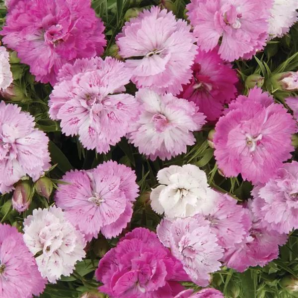 Насіння гвоздики Династія F1 пінк меджик (pink magic) /100 насінин/ *Pan American*