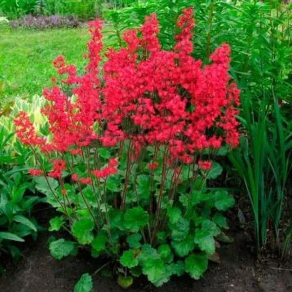 Насіння гейхери Рубінові дзвоники /100 насінин/ *Benary*