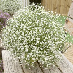 Гипсофила Гипси белая (white) /50 мультидраже/ *Sakata*