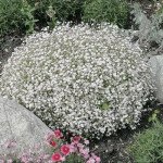 Гипсофила Гипси компакт белая (compact white) /50 мультидраже/ *Sakata*