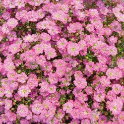 Гипсофила Гипси темно-розовая (deep rose) /50 мультидраже/ *Sakata*