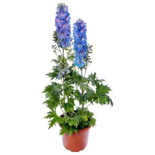 Семена дельфиниума Дельфина голубая с белым глазком (light blue white bee) /100 семян/ *Syngenta*