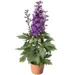 Дельфиниум Дельфина розовая с белым глазком (pink white beе) /100 семян/ *Syngenta*