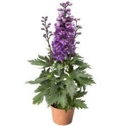 Дельфиниум Дельфина розовая с белым глазком (pink white beе) /100 семян/ *Syngenta*