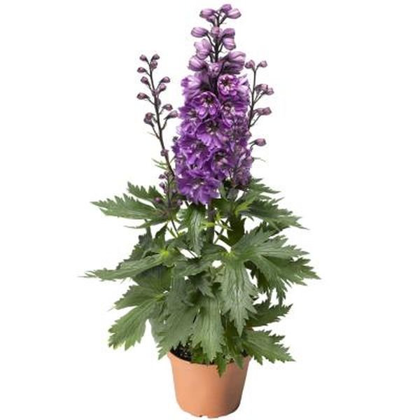 Семена дельфиниума Дельфина розовая с белым глазком (pink white beе) /100 семян/ *Syngenta*