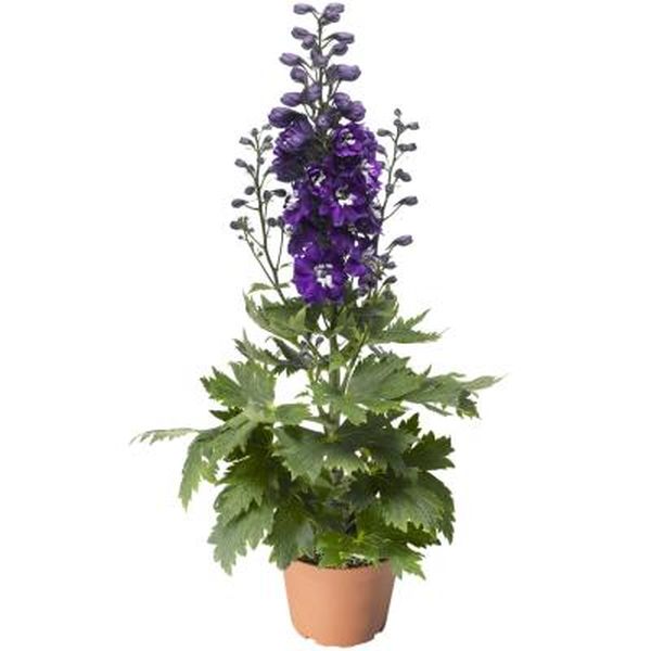 Семена дельфиниума Дельфина темно-синяя с белым глазком (dark blue white bee) /100 семян/ *Syngenta*