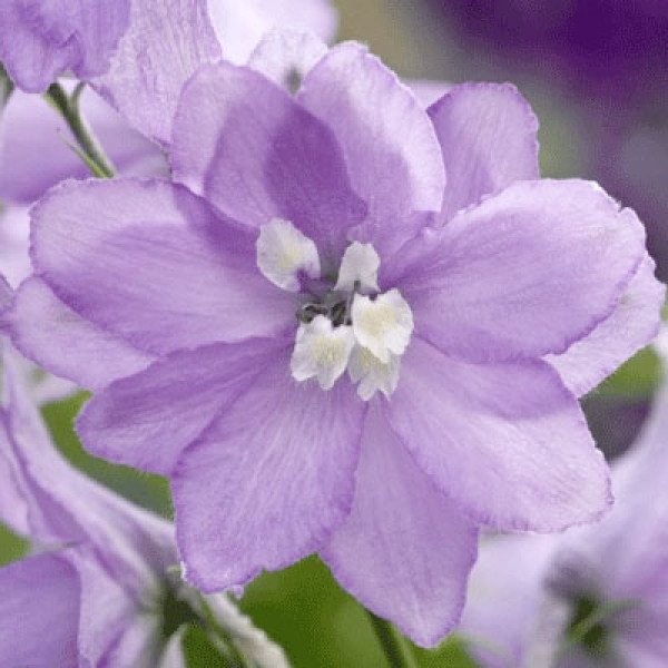 Семена дельфиниума Магический фонтан лавандовый с белым глазком (lavender white bee) /200 семян/ *Benary*