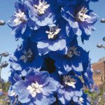 Дельфиниум Магический фонтан синий с белым глазком (mid blue white bee) /200 семян/ *Benary*