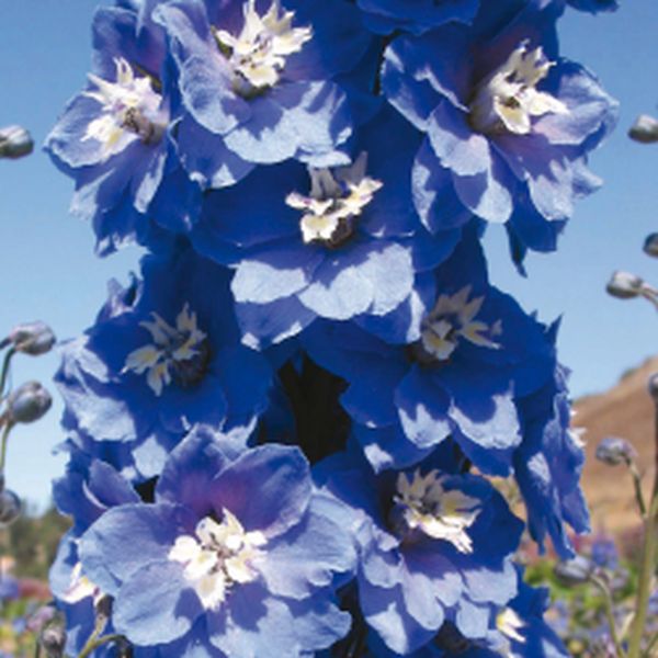 Семена дельфиниума Магический фонтан синий с белым глазком (mid blue white bee) /200 семян/ *Benary*