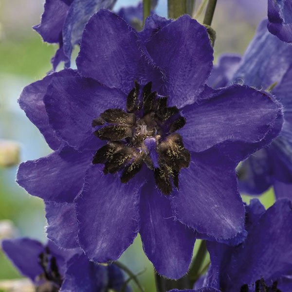 Семена дельфиниума Магический фонтан темно-синий с темным глазком (dark blue dark bee) /200 семян/ *Benary*