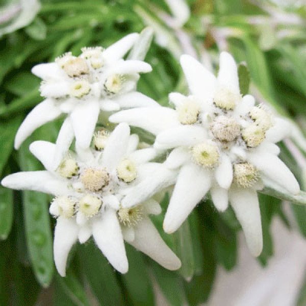 Насіння едельвейса Еверест /100 насінин/ *Hem Zaden*