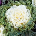 Капуста декоративная Нагоя F1 белая (white) /100 семян/ *Sakata*