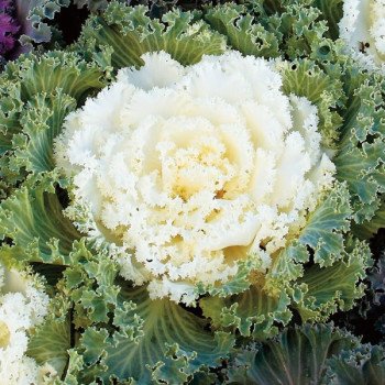 Капуста декоративна Нагоя F1 біла (white) /100 насінин/ *Sakata*