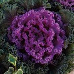 Капуста декоративна Нагоя F1 рожева (rose) /100 насінин/ *Sakata*