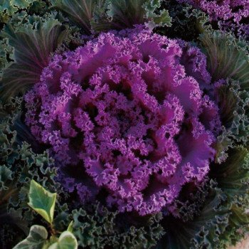 Капуста декоративна Нагоя F1 рожева (rose) /100 насінин/ *Sakata*