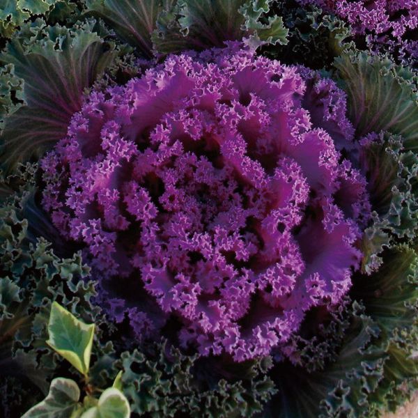 Насіння капусти декоративної Нагоя F1 рожева (rose) /100 насінин/ *Sakata*