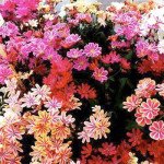 Левізія Рубін суміш (mix) /50 насінин/ *Syngenta*