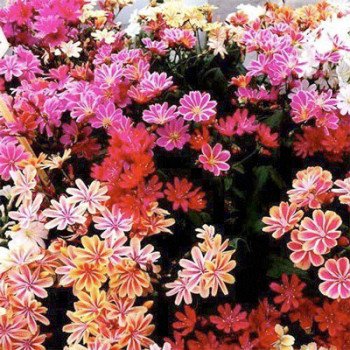 Левізія Рубін суміш (mix) /50 насінин/ *Syngenta*