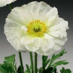 Мак альпийский Пульчинелла белый (white) /100 семян/ *Syngenta*