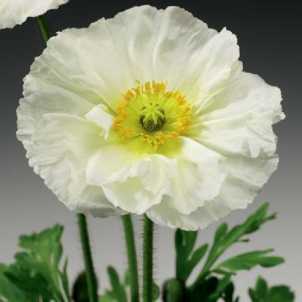 Насіння маку альпійського Пульчінелла білий (white) /100 насінин/ *Syngenta*