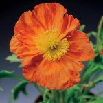 Мак альпийский Пульчинелла оранжевый (orange) /100 семян/ *Syngenta*