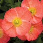 Мак альпійський Пульчінелла рожевий (rose) /100 насінин/ *Syngenta*