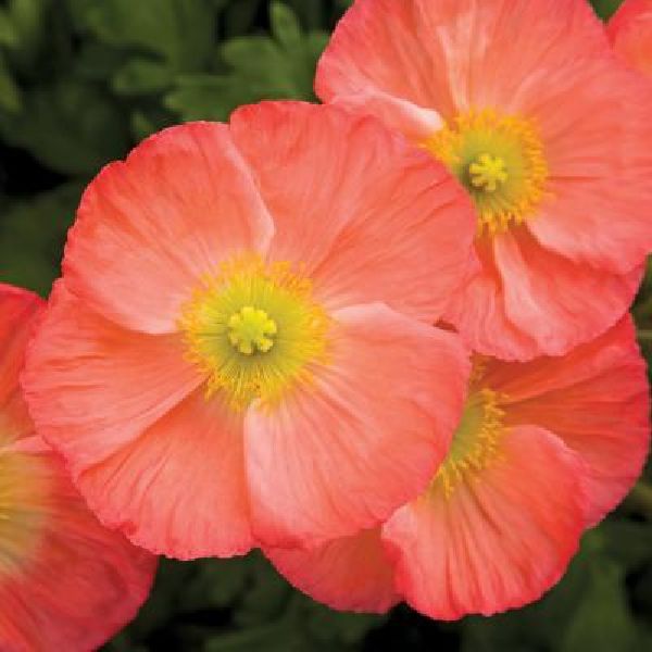 Насіння маку альпійського Пульчінелла рожевий (rose) /100 насінин/ *Syngenta*