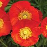 Мак альпійський Пульчінелла червоний (red) /100 насінин/ *Syngenta*