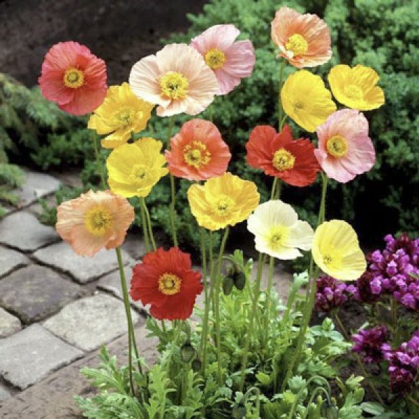 Насіння маку альпійського Вандерленд суміш (mix) /200 насінин/ *Benary*