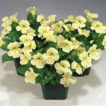 Мімулюс Містік F1 айворі (ivory) /100 насінин (драже)/ *Sakata*