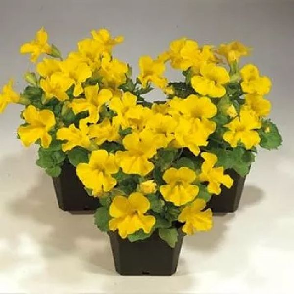 Семена мимулюса Мистик F1 желтый (yellow) /100 семян (драже)/ *Sakata*