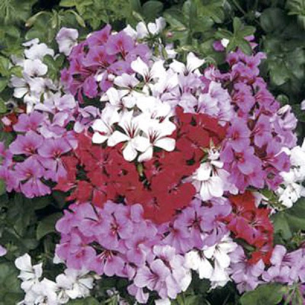 Насіння пеларгонії Торнадо F1 суміш (mix) /50 насінин/ *Syngenta*
