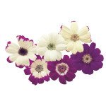 Перікалліс Стар Вос F1 білий з прожилками (white shades) /100 насінин/ *Sakata*