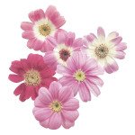 Перикаллис Стар Вос F1 пинк с прожилками (pink shades) /100 семян/ *Sakata*