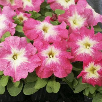 Петуния Дримс F1 корал морн (coral morn) /1.000 семян (драже)/ *Pan American*