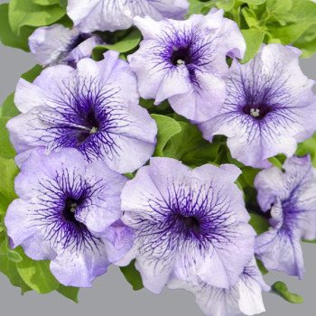 Петунія Лімбо F1 синя з прожилками (blue veined) /1.000 насінин (драже)/ *Hem Genetics*