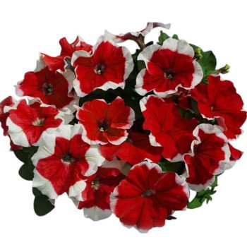 Петуния Лимбо F1 красное пикоти (red picotee) /1.000 семян (драже)/ *Hem Genetics*