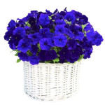 Петунія Саксесс F1 синя (blue) /500 насінин (драже)/ *Benary*