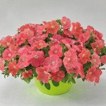 Петунія Саксесс F1 лососева з прожилками (salmon with veined) /500 насінин (драже)/ *Benary*