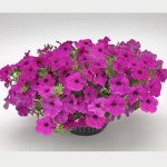 Петуния Саксесс F1 пурпурная (purple) /500 семян (драже)/ *Benary*