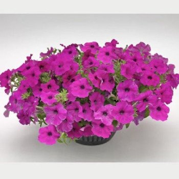 Петунія Саксесс F1 пурпурна (purple) /500 насінин (драже)/ *Benary*