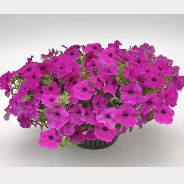 Насіння петунії Саксесс F1 пурпурна (purple) /500 насінин (драже)/ *Benary*