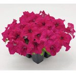 Петуния Саксесс F1 темно-малиновая /500 семян (драже)/ *Benary*