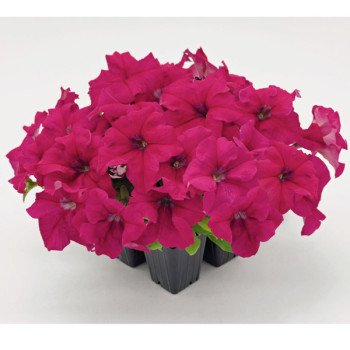 Петунія Саксесс F1 темно-малинова /500 насінин (драже)/ *Benary*